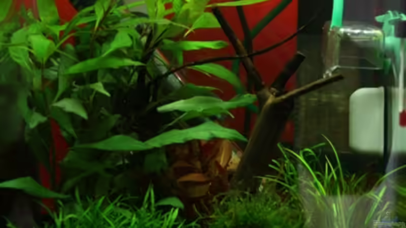 Aquarium Dennerle Nano Cube 20 von Lea-Marie (2)