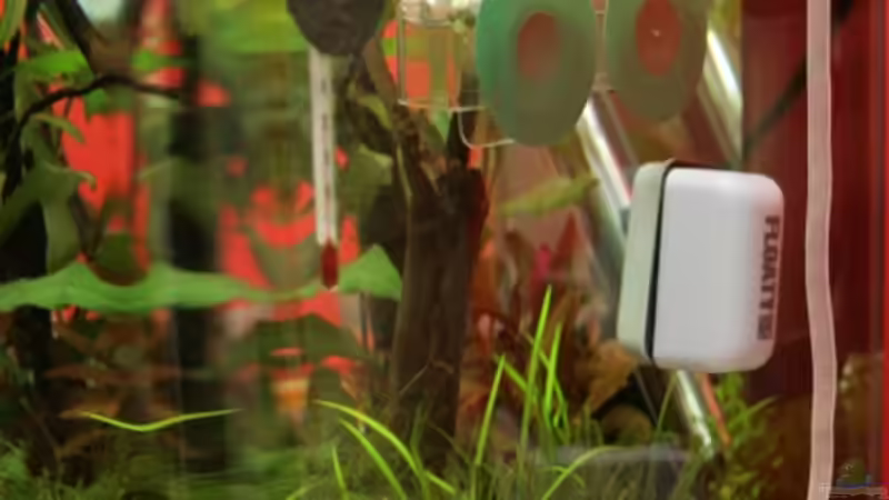 Aquarium Dennerle Nano Cube 20 von Lea-Marie (5)