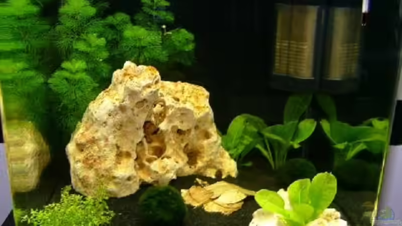 Aquarium Dennerle Nano Cube von Nautiker (5)