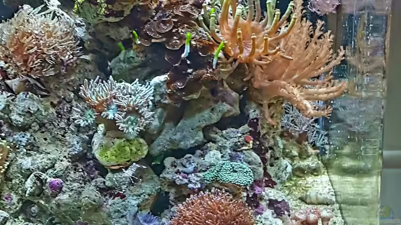 Aquarium Dennerle Nano Marinus 60l von joau (3)