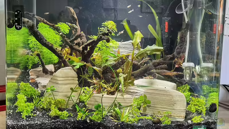 Aquarium Dennerle scapers tank 50 (nur noch Beispiel) von Ralf Bercke (2)