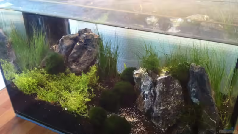 Aquarium der 1. Aquascaping Versuch von mari (2)