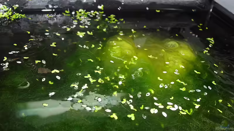 Aquarium der 12347598. Starklicht-Versuch von Mario74 (10)