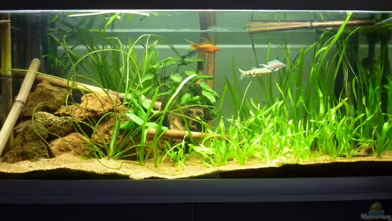 Aquarium Der besondere Tanganjikasee von Tanga (2)