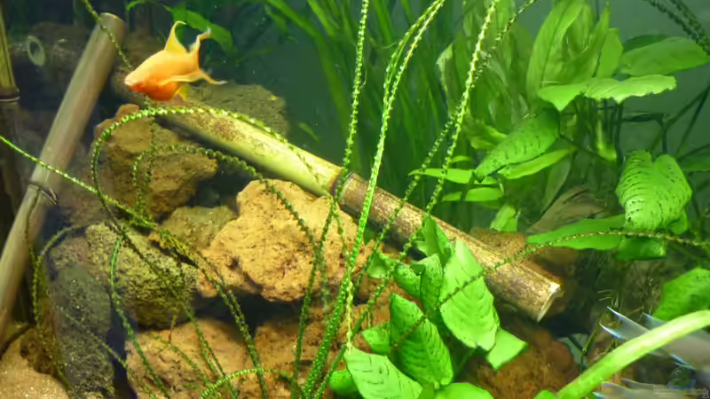 Aquarium Der besondere Tanganjikasee von Tanga (3)