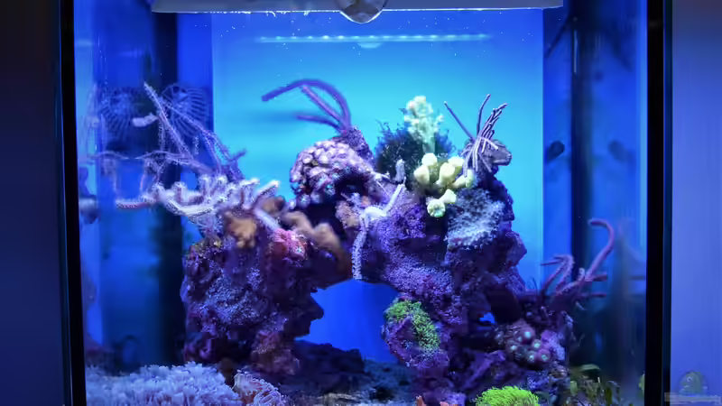 Aquarium Der Blautopf von Junglist (5)