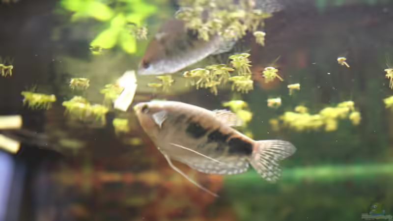 Aquarium Der erste Versuch als Aquarianer von Marc Leu (6)