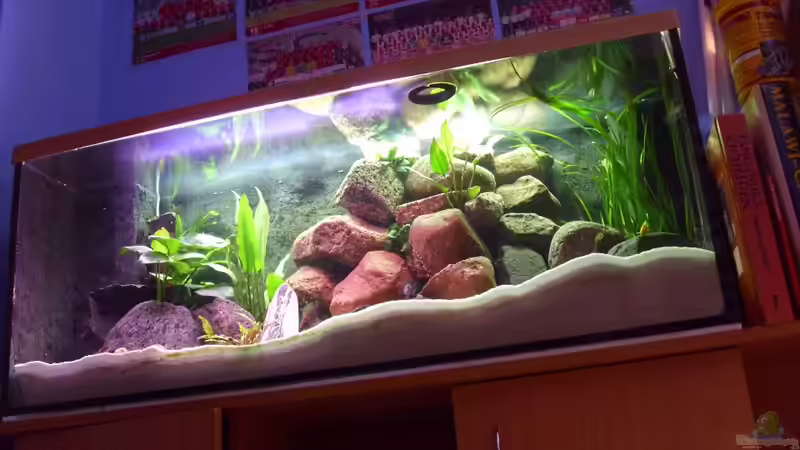 Aquarium Der grüne Tanganjikasee von deBouwer (7)