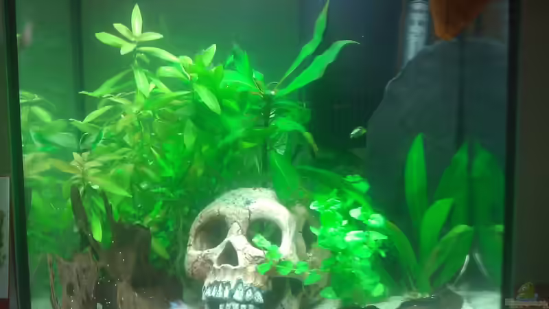 Aquarium Der König von Malphite (2)