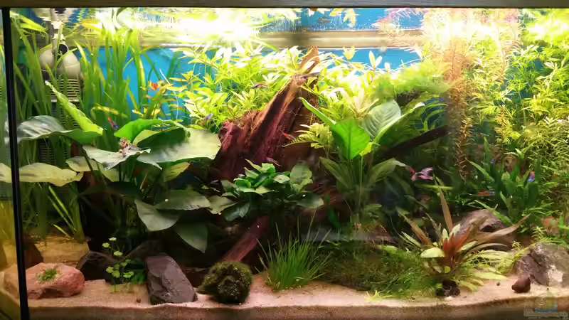 Aquarium Der Kübel von foxi (4)