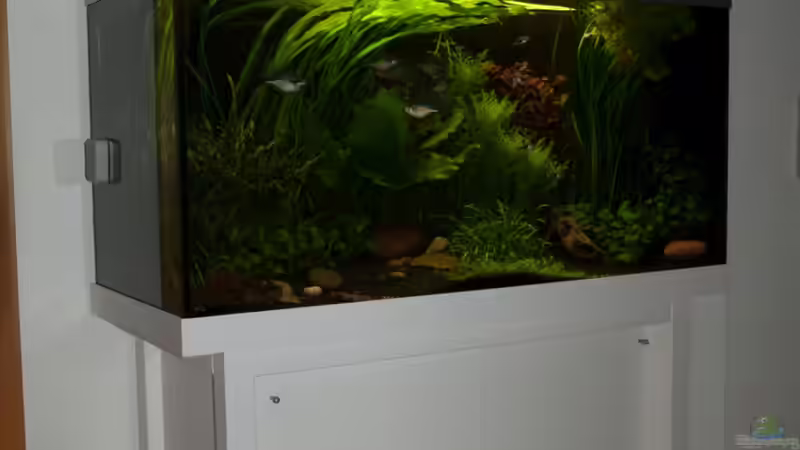 Aquarium Der Unterwasserdschungel von Rotrost (3)