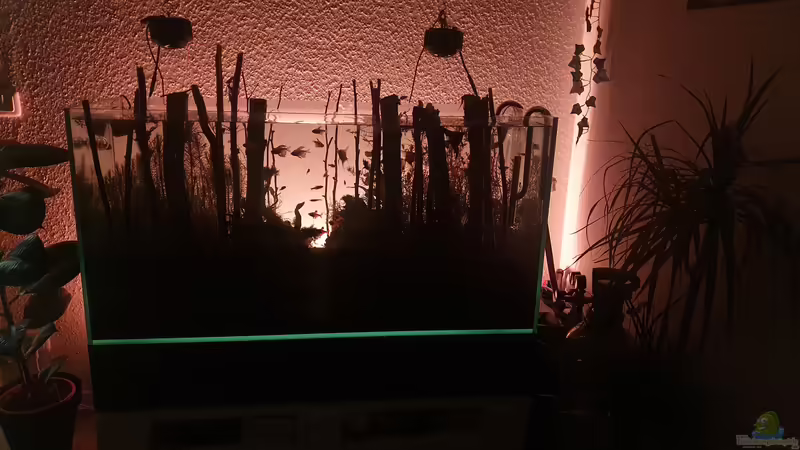 Aquarium Der Wald von Leon (3)