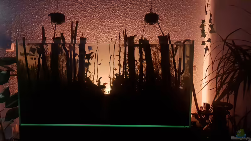 Aquarium Der Wald von Leon (4)