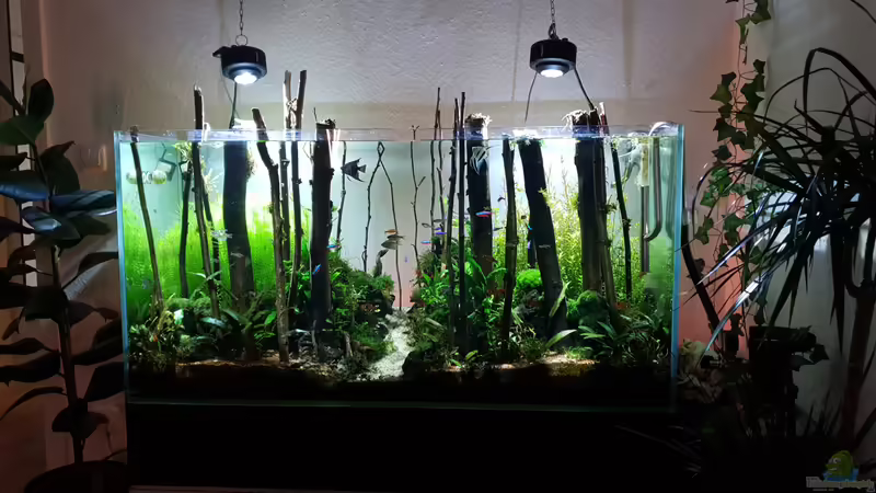 Aquarium Der Wald von Leon (6)