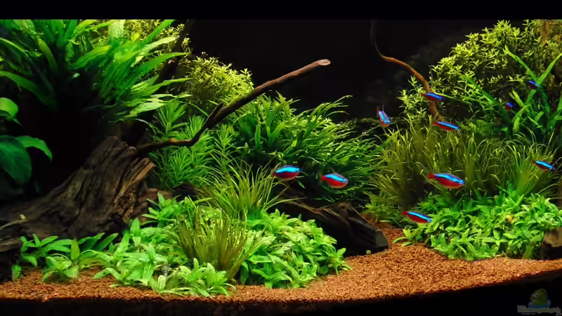 Aquarium Der Weg ist das Ziel von Dario (2)