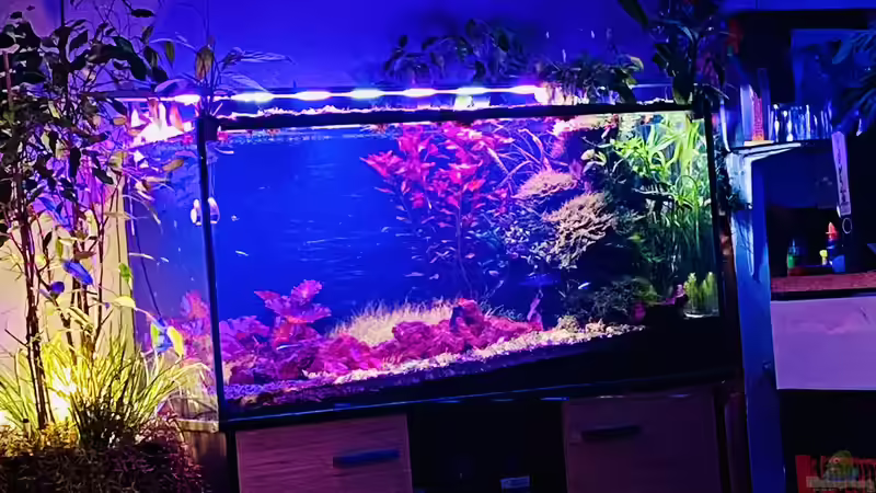 Aquarium Der Weg von Dr. Teller (3)