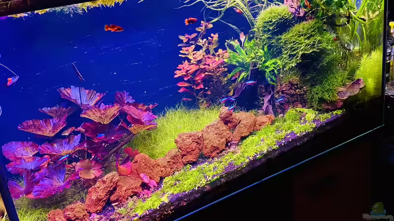 Aquarium Der Weg von Dr. Teller (4)