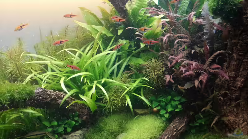 Aquarium Der Weg von Marcel Reiter (4)