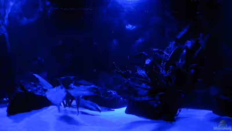 Aquarium Der Zerg Tempel by Malawifreak von Malawifreak (11)