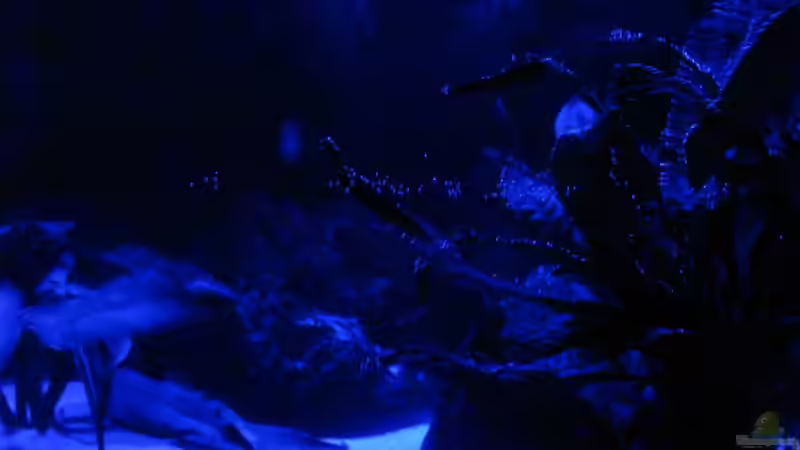 Aquarium Der Zerg Tempel by Malawifreak von Malawifreak (12)