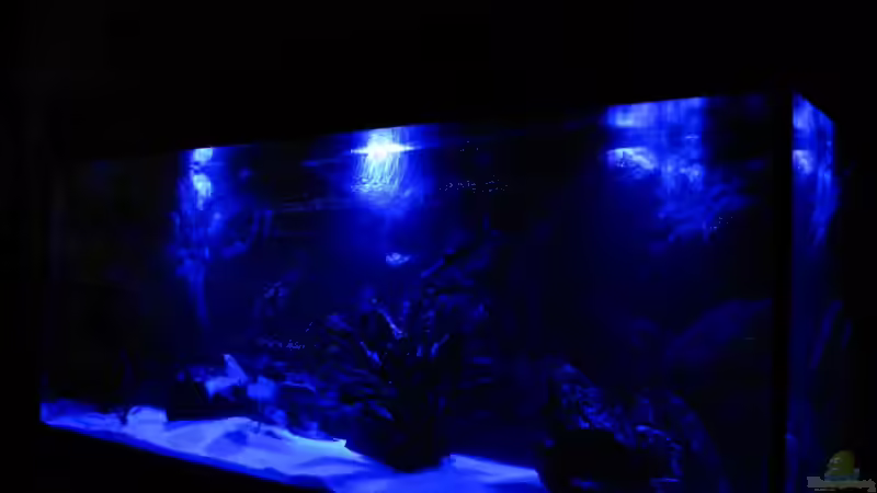 Aquarium Der Zerg Tempel by Malawifreak von Malawifreak (14)