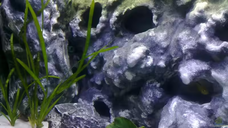 Aquarium Der Zerg Tempel by Malawifreak von Malawifreak (2)