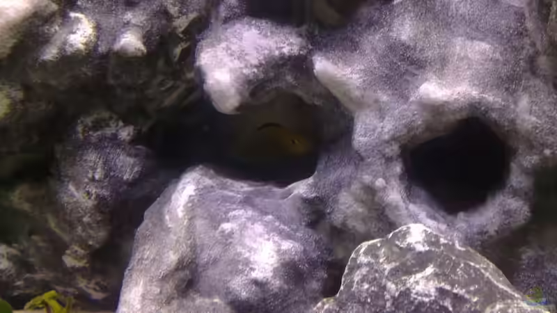 Aquarium Der Zerg Tempel by Malawifreak von Malawifreak (3)