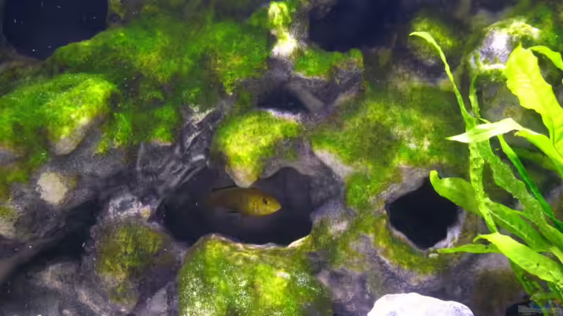 Aquarium Der Zerg Tempel by Malawifreak von Malawifreak (5)