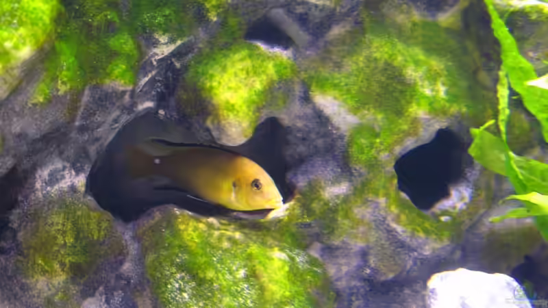 Aquarium Der Zerg Tempel by Malawifreak von Malawifreak (7)