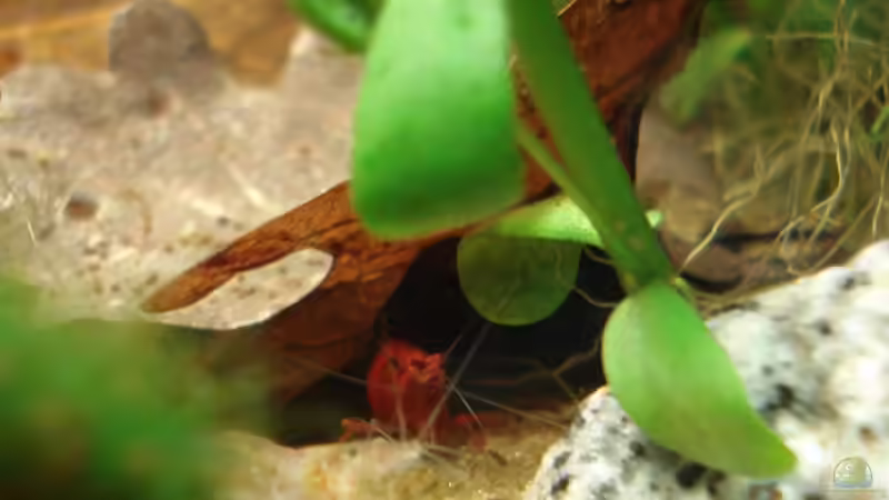 Aquarium Desk-Chill - Nur noch Beispiel von Gonnos (3)