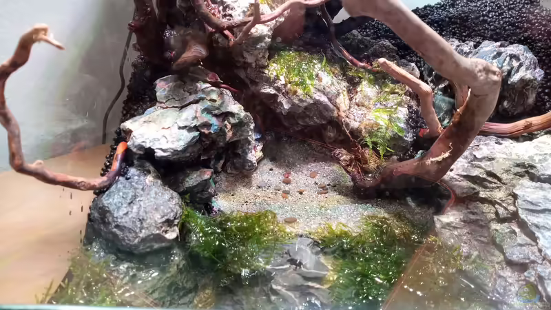 Aquarium Dettifoss von Junglist (2)