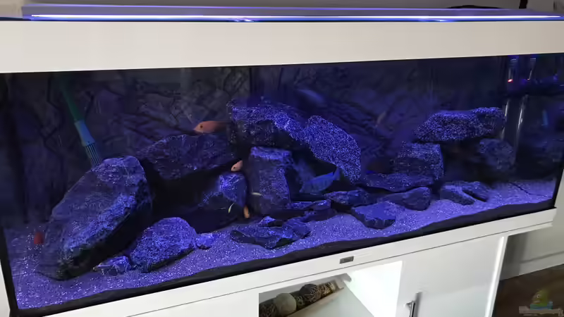 Aquarium Diagonalansicht von CJ (3)