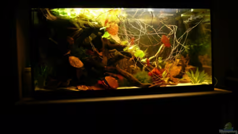 Aquarium Dicrossus von Cichlid Power (4)