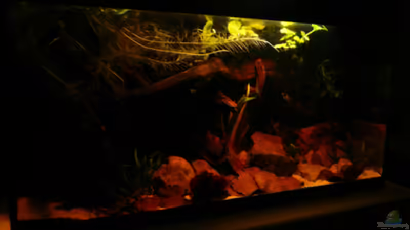 Aquarium Dicrossus von Cichlid Power (5)