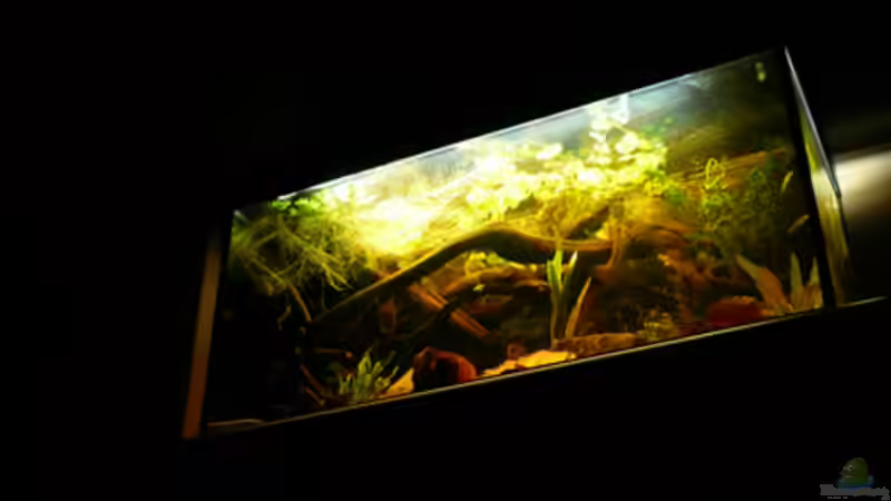 Aquarium Dicrossus von Cichlid Power (6)