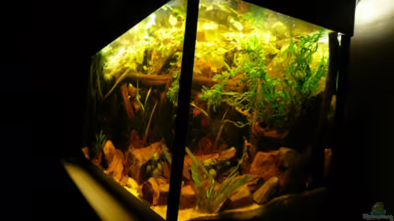 Aquarium Dicrossus von Cichlid Power (7)