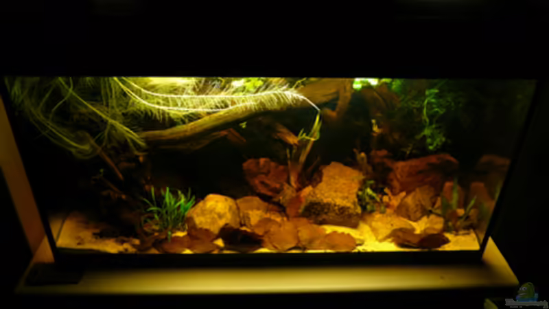 Aquarium Dicrossus von Cichlid Power (8)