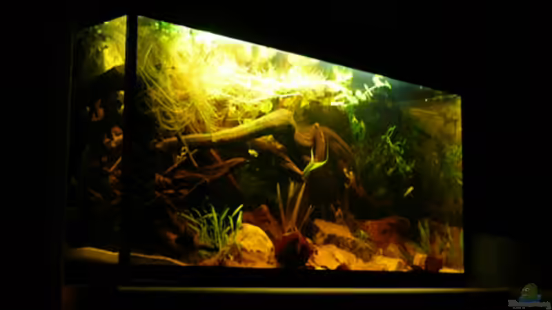 Aquarium Dicrossus von Cichlid Power (9)