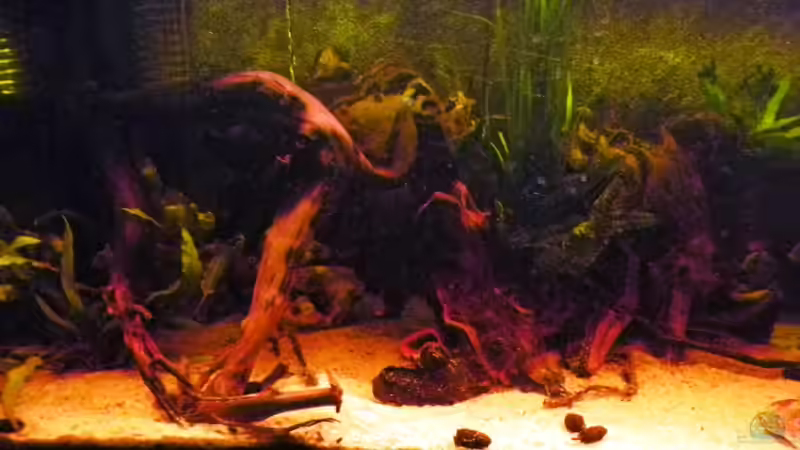 Aquarium die dunkle seite von killerloop2004 (4)