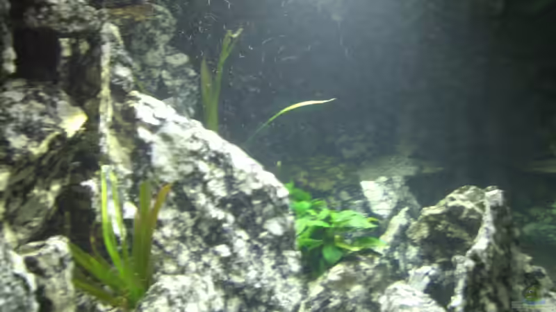 Aquarium Die Granithöhle von Markus Maier (14)