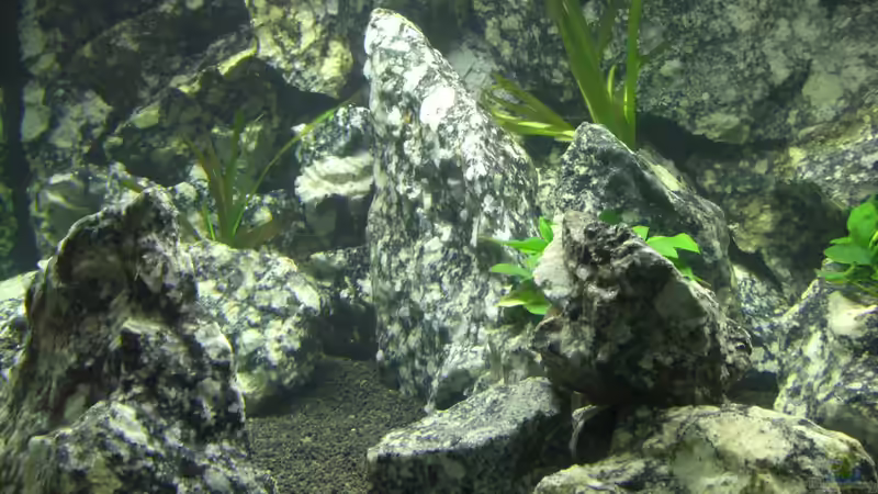 Aquarium Die Granithöhle von Markus Maier (15)