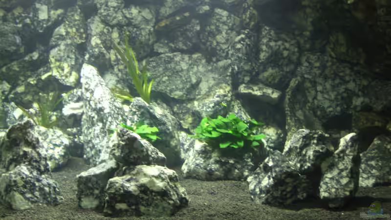 Aquarium Die Granithöhle von Markus Maier (18)