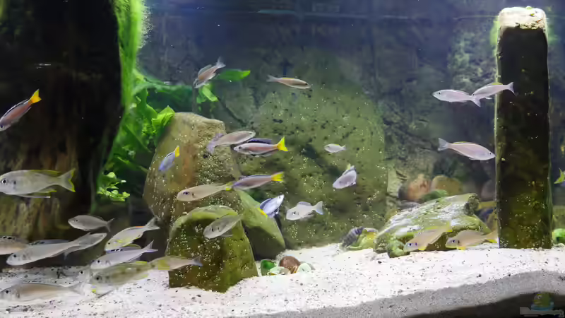 Aquarium Die hängenden Felsen von Mpulungu von ravaka (24)