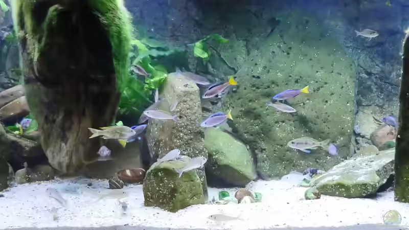 Aquarium Die hängenden Felsen von Mpulungu von ravaka (25)