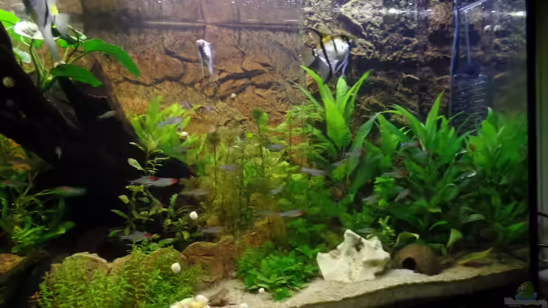 Aquarium Die Herausforderung von raubsau (73)