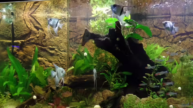 Aquarium Die Herausforderung von raubsau (74)