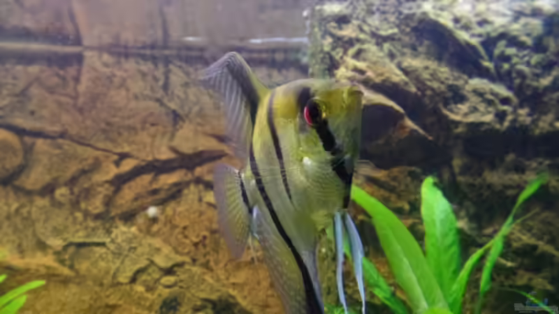 Aquarium Die Herausforderung von raubsau (75)