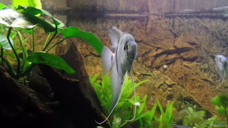 Aquarium Die Herausforderung von raubsau (77)