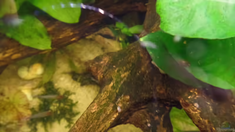 Aquarium Die Herausforderung von raubsau (82)