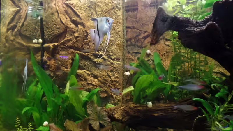 Aquarium Die Herausforderung von raubsau (84)